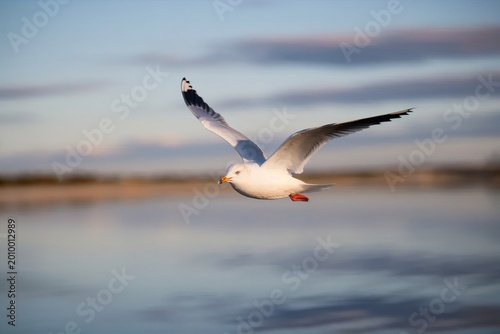 Foto A white seagull glides smoothly above calm coastal water during golden hour, with soft pastel skies and a blurred shoreline in the background