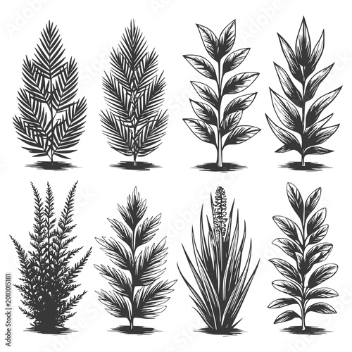 Quadro su tela Garden plants, a set of black and white sketches