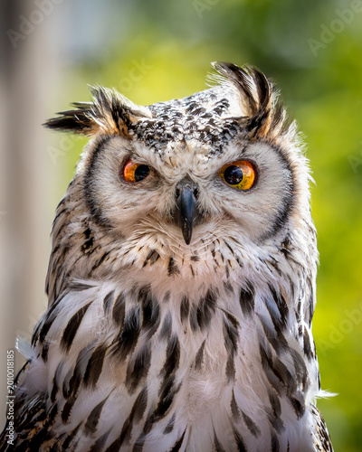 Bengal Eagle Owl. Striking owl with piercing orange eyes and intricate feather patterns
