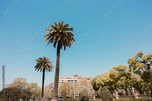 Public park landscape featuring two tall palm trees on a grassy lawn with city buildings and deciduous trees under a clear blue sky.