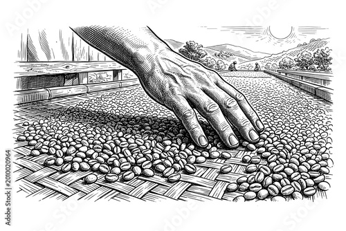 Hand spreading coffee beans on a drying bed under the sun, a traditional step in coffee processing.