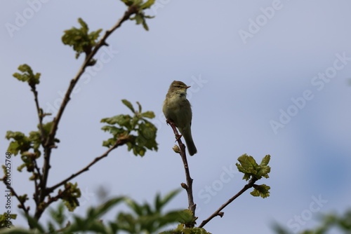 the willow warbler (Phylloscopus trochilus)