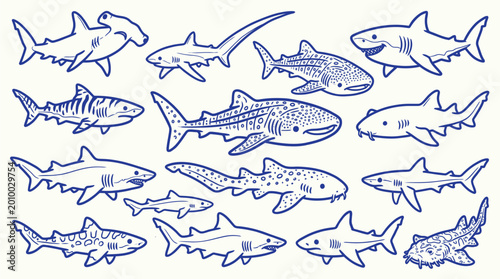 Fotografie Collection of various shark species in a hand-drawn style, featuring different sizes and shapes of these ocean predators