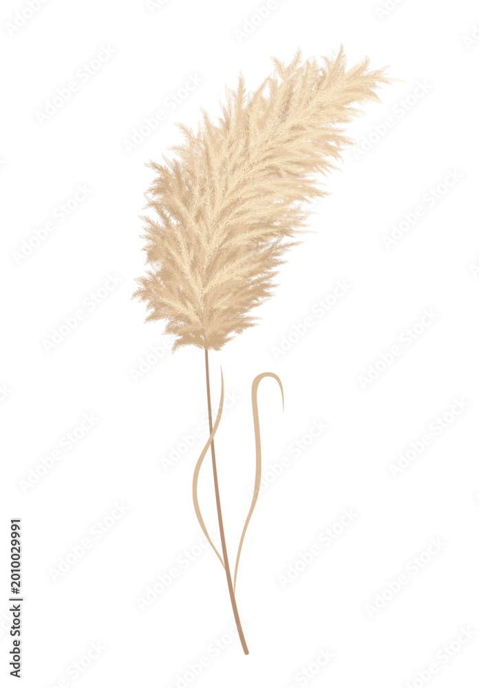 Fototapeta premium Pampas grass branches. Dry feathery head plumes, used in flower arrangements, ornamental displays, interior decoration, fabric print, wallpaper, wedding card. Golden ornament element in boho style
