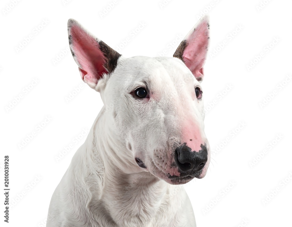 Obraz premium Bull Terrier Portrait. (1)