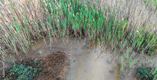 Fotografie Aerial observation of dense wild reeds meeting a murky shallow water shoreline