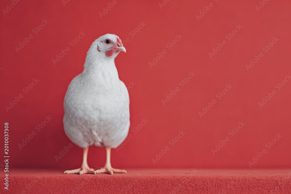 Obraz premium A white chicken standing atop a red surface its feathers glistening in the light.