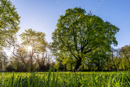 Photography Scenic park panorama  landscape Magdeburg Germany lush green grass tall trees glowing under warm sunlight