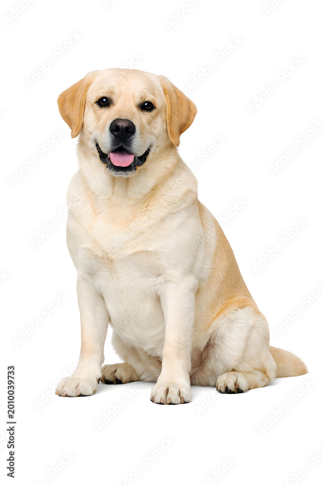 Obraz premium golden retriever puppy on white