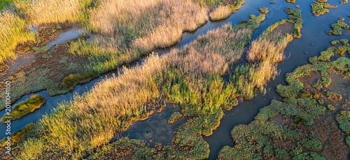 Drone perspective of a bright green reed bed divided by a dark narrow swamp river