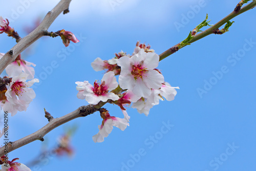 In the spring, an almond branch in full blooming isolated on blue sky background
