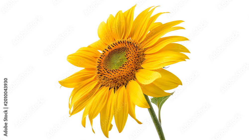 Obraz premium Bright yellow sunflower head with green stem isolated on transparent background