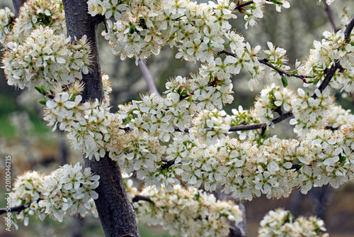 Wild cherry (Prunus avium) produces white, long-stemmed spring blossoms that cover branches like a bridal veil, with distinctive reflexed sepals used for botanical identification.