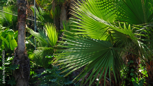 Tropical palm fronds and lush green foliage in bright sunlight. Natural exotic background for travel, wellness, and branding visuals.