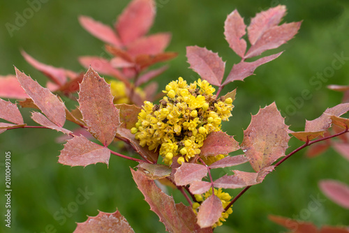 Mahonia aquifolium (Oregon grape or mahonya) is an evergreen Berberidaceae shrub with holly-like spiny leaves that may turn reddish-bronze in cold seasons, bright yellow spring flower clusters, and da