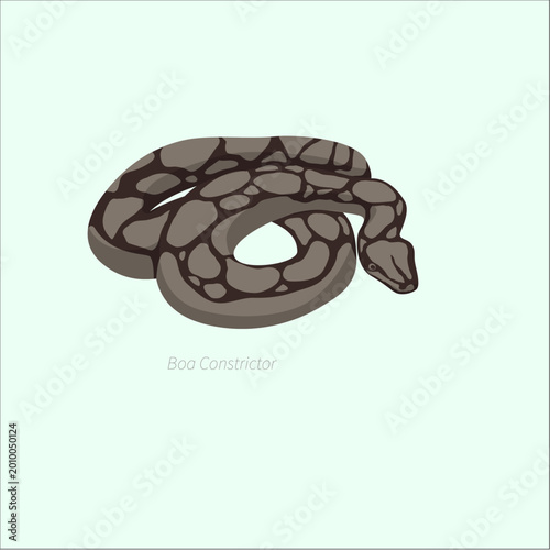 Tableau sur toile Brown Boa Constrictor Snake