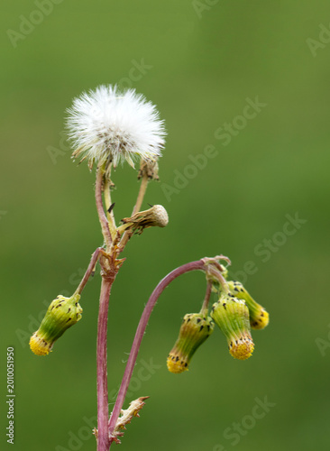 Quadro em tela Senecio vulgaris (common groundsel) is a member of the Asteraceae family with small yellow flower heads that often remain partially closed, surrounded by green bracts with distinctive dark tips