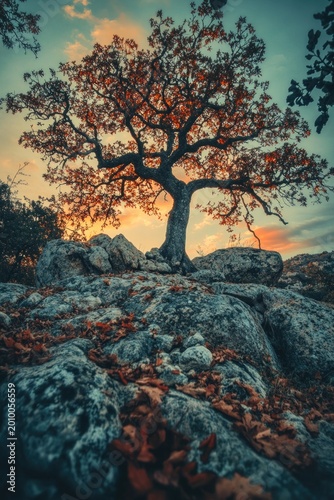 Vibrant autumn tree stands alone on rocky terrain