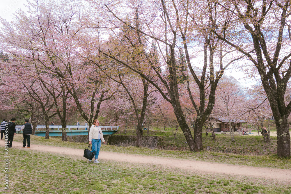 Fototapeta premium Woman Walking Path Lined With Cherry Blossoms