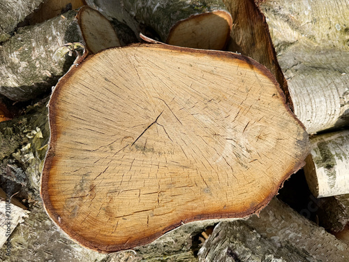 Pile of uncut birch firewood stacked outdoors. Natural birch logs with white bark in a wood heap, unprocessed and unsplit.
