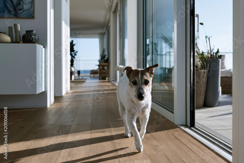 Playful Dog Walking Through Bright Modern Home Interior with Sunlight