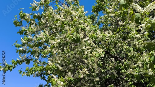 A blooming bird cherry bush in spring