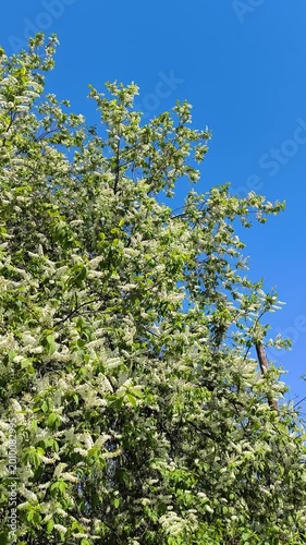 A blooming bird cherry bush in spring