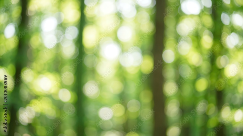 Obraz premium Blurred green leaves in a forest environment.
