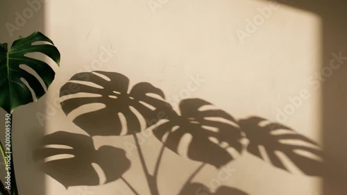 Shadows of Serenity: Sunlight dances on a wall, casting the tranquil shadows of a Monstera plant, creating a harmonious interplay of light and form.