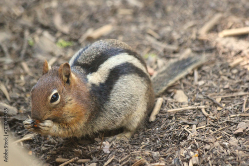 squirrel eating nut