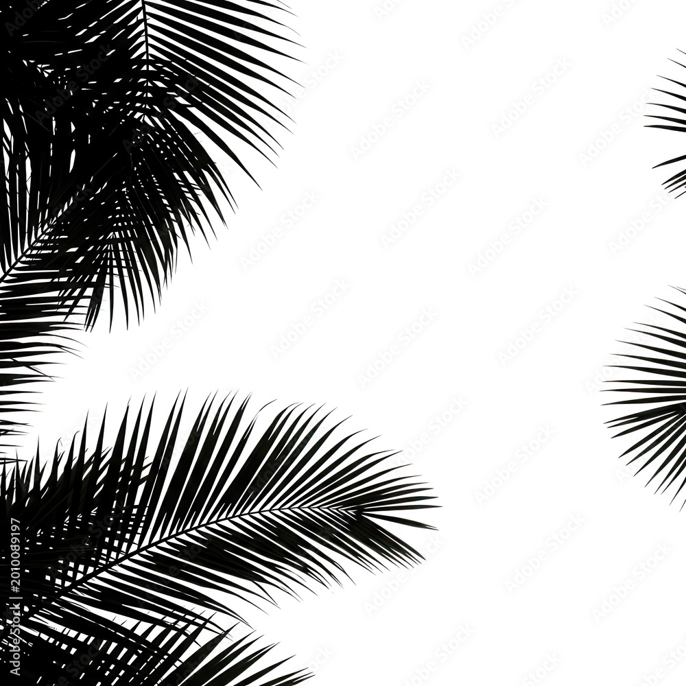 Fototapeta premium Palm tree leaves silhouette isolated on transparent background
