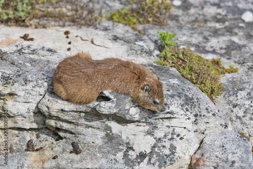 A Rock Hyrax (Procavia capensis) sunbathing on a rock in its natural habitat.