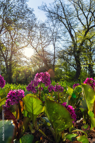 фотографія Pink bergenia flowers park warm sunlight lens flare fresh green leaves foreground