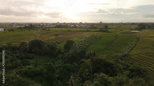 Canggu Bali 4K drone aerial of lush rice fields in late afternoon light, tropical landscape with green paddies, rural scenery and soft natural lighting, Southeast Asia travel destination.