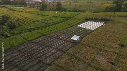 Canggu Bali 4K drone aerial of lush rice fields in late afternoon light, tropical landscape with green paddies, rural scenery and soft natural lighting, Southeast Asia travel destination.