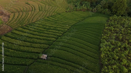 Canggu Bali 4K drone aerial of lush rice fields in late afternoon light, tropical landscape with green paddies, rural scenery and soft natural lighting, Southeast Asia travel destination.