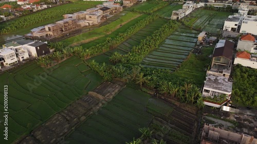 Canggu Bali 4K drone aerial of lush rice fields in late afternoon light, tropical landscape with green paddies, rural scenery and soft natural lighting, Southeast Asia travel destination.