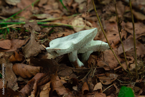 a close up side view of two wild xerocomus bolete mushrooms infected and covered with white parasitic mold growing among dry brown autumn leaves in the forest