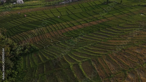 Canggu Bali 4K drone aerial of lush rice fields in late afternoon light, tropical landscape with green paddies, rural scenery and soft natural lighting, Southeast Asia travel destination.