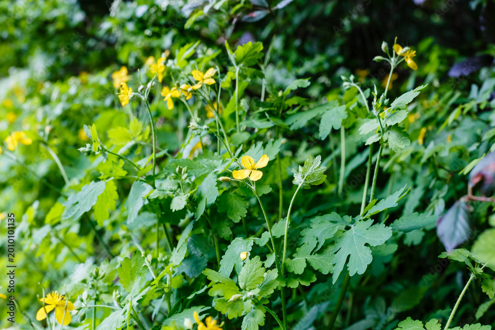 Fototapeta premium Wild yellow flowers grow among green leaves in a garden during daytime