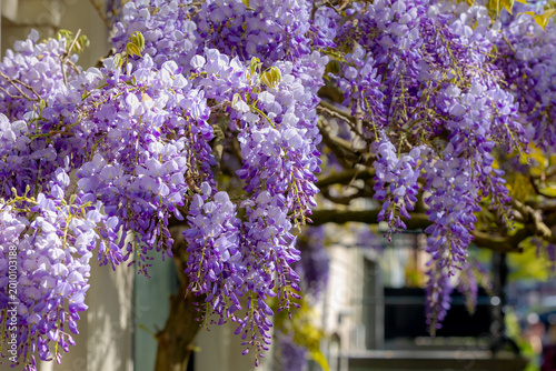 Selective focus of purple flowers Wisteria sinensis or Blue rain, Chinese wisteria is species of flowering plant in the pea family, Its twisting stems and masses of scented flowers in hanging racemes.