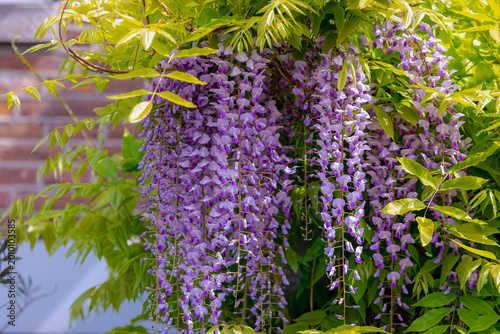Selective focus of purple flowers Wisteria sinensis or Blue rain, Chinese wisteria is species of flowering plant in the pea family, Its twisting stems and masses of scented flowers in hanging racemes.