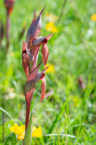 Serapias vomeracea