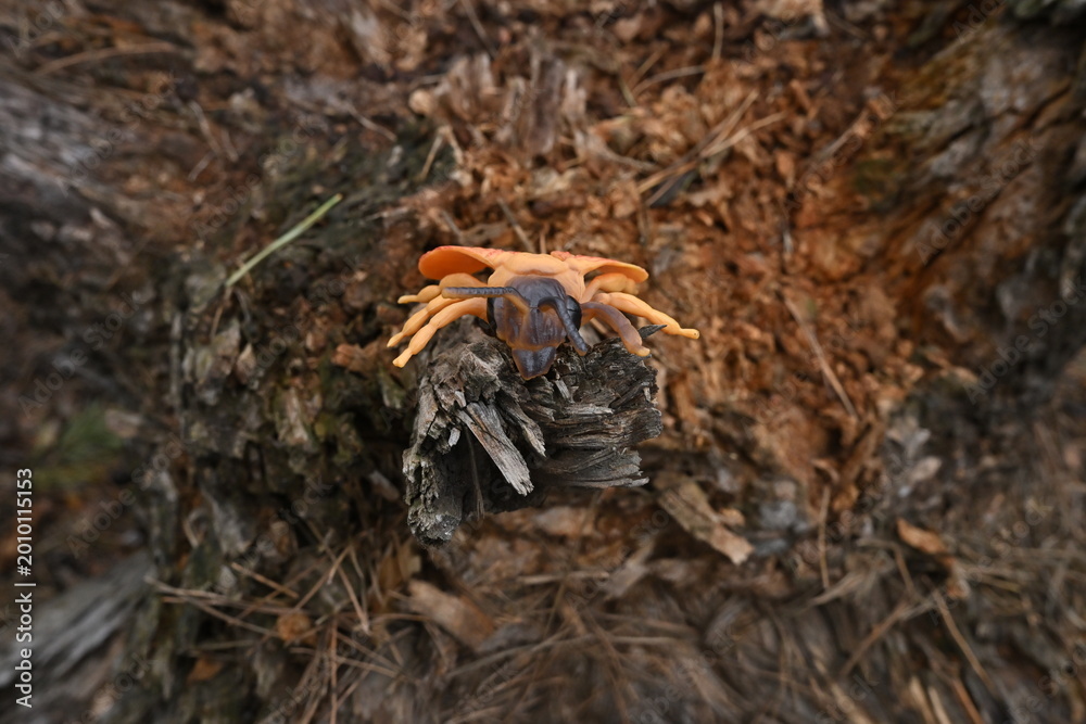 Fototapeta premium Artificial insect toy resting on natural tree branch in forest setting, contrasting nature and synthetic elements