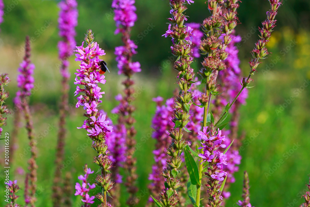 Naklejka premium Bee collects nectar from pink flowers in a garden during sunlight in springtime