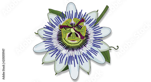 Blue Passion Flower Passiflora Caerulea Illustration Isolated on White Background