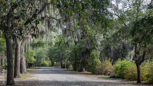 Spanish Moss Hanging Over Tree Lined Path in Historic Southern Cemetery