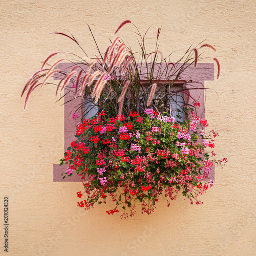 Фотография Colorful flowers in a planter hang from a window on a yellow wall in a sunny loc
