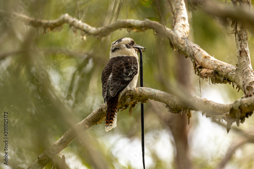 Laughing Kookaburra perched on a tree branch eating snake