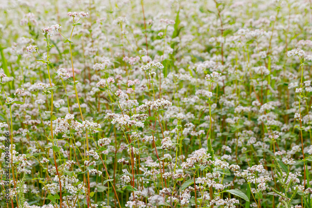 Fototapeta premium Buckwheat plants grow in a field during the late summer in a rural area with light clouds in the sky